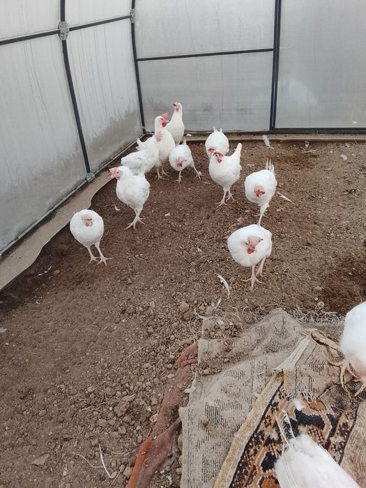 Куры несушки продам