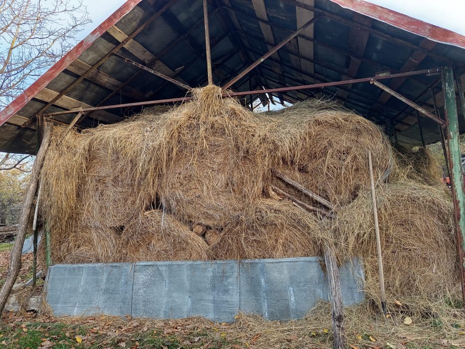 Vand baloti fan - anul 2024