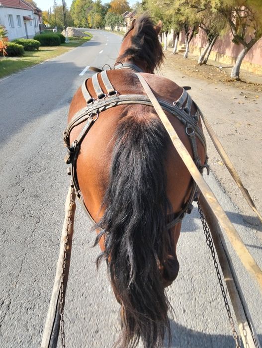Vînd iapa de 7 ani gestanta de 7 luni