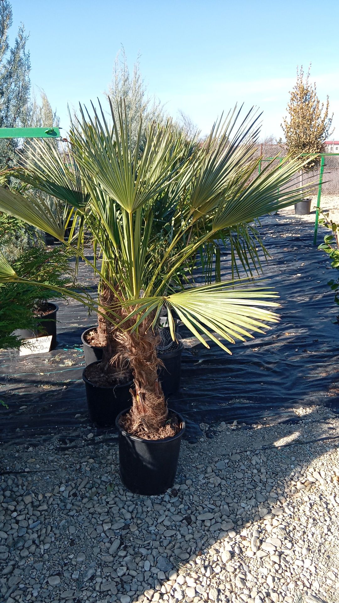 Rulouri de gazon plante ornamentale decorative