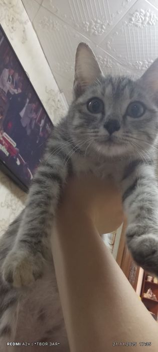 Кошечка молоденькая ищет дом