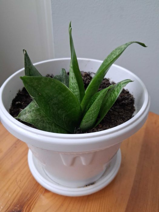 Стайни растения -Традесканция, Драцена