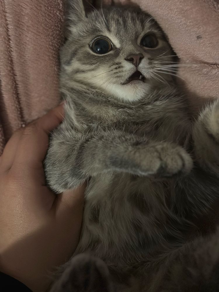 Кошка ласковая два года