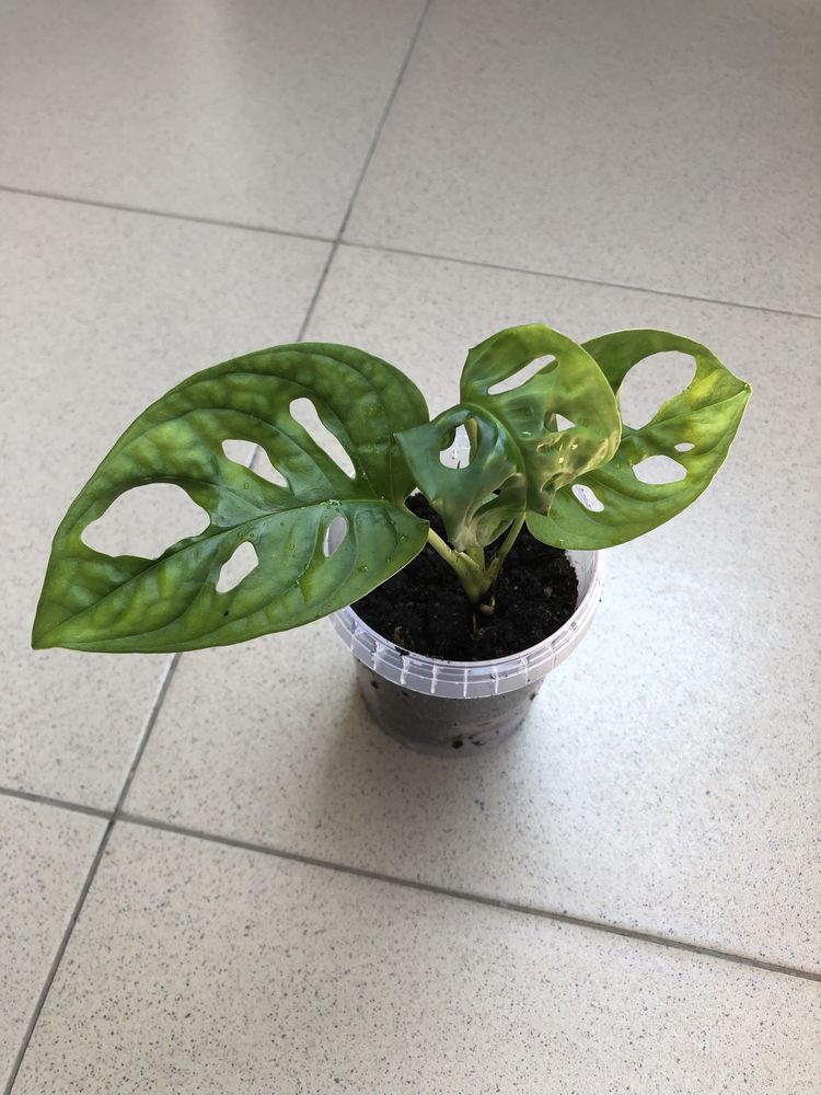 Monstera adansonii plantă verde