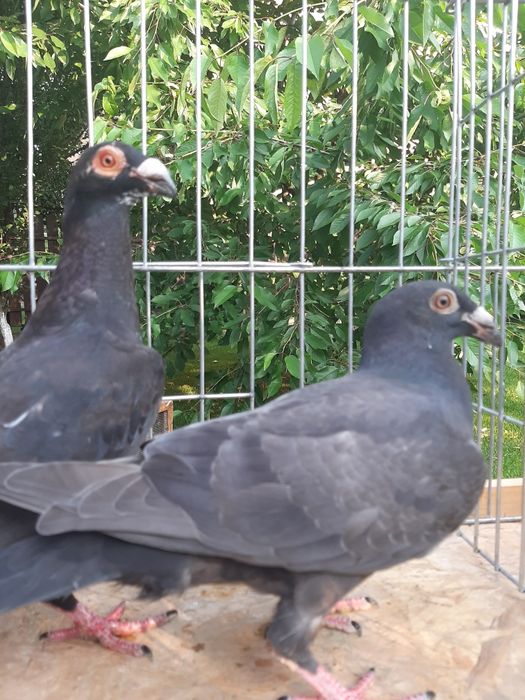 Porumbei duduros stil vechi