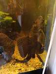 Gibbiceps sanitar (pleco)