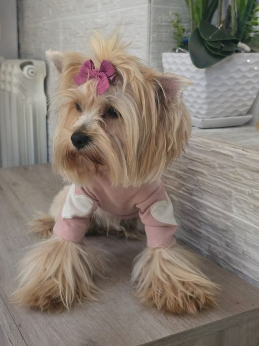 Yorkshire Terrier