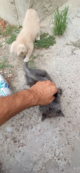 Barodasi bor mushu bolalari xadiyaga beriladi