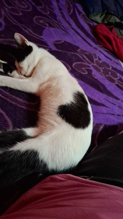 Pisicute spre adoptie