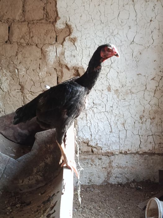 Dakan tovuqla sotilvotti 6tacha bor narxini telda gaplashamiz