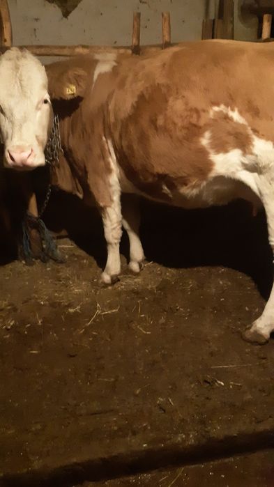 Vand vaca gestanta 8 luni