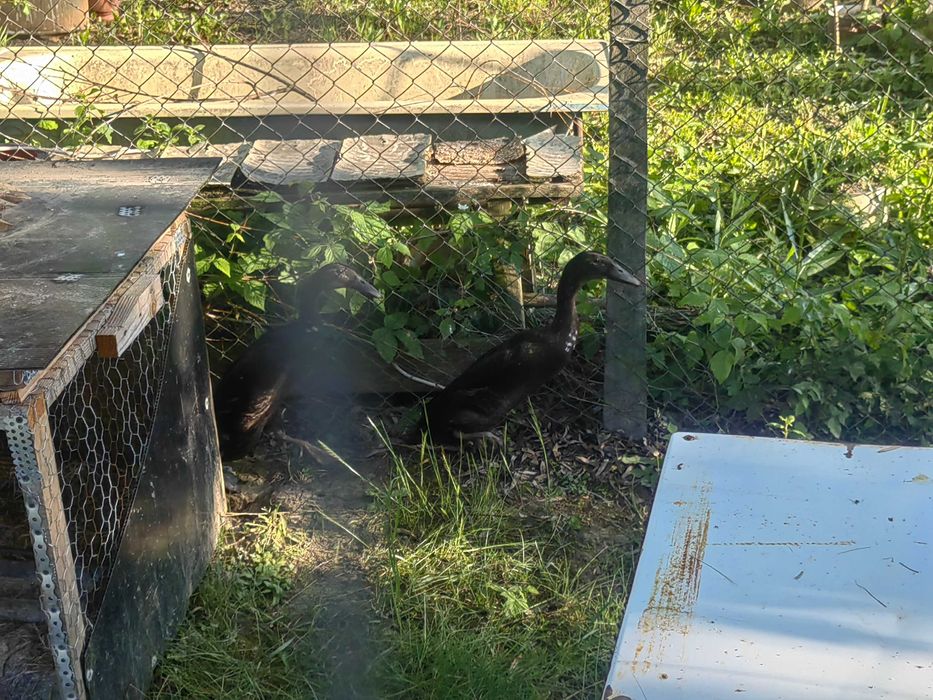 De vânzare două rațe indiene,mascul și femelă,nu livrez ,în țară.