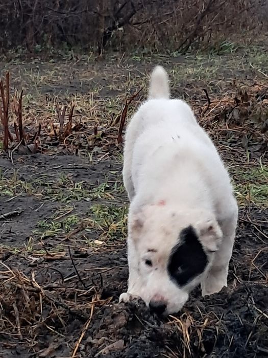 Щенки алабая продажа,  2 мес, вакцинированные