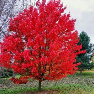 Pomi Ornamentali  stejar americani rosu