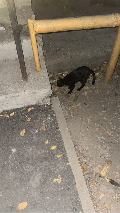 Кошка ищет дом!!