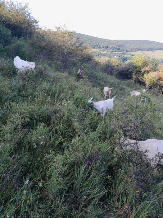 Vand Țap de rasa Saane