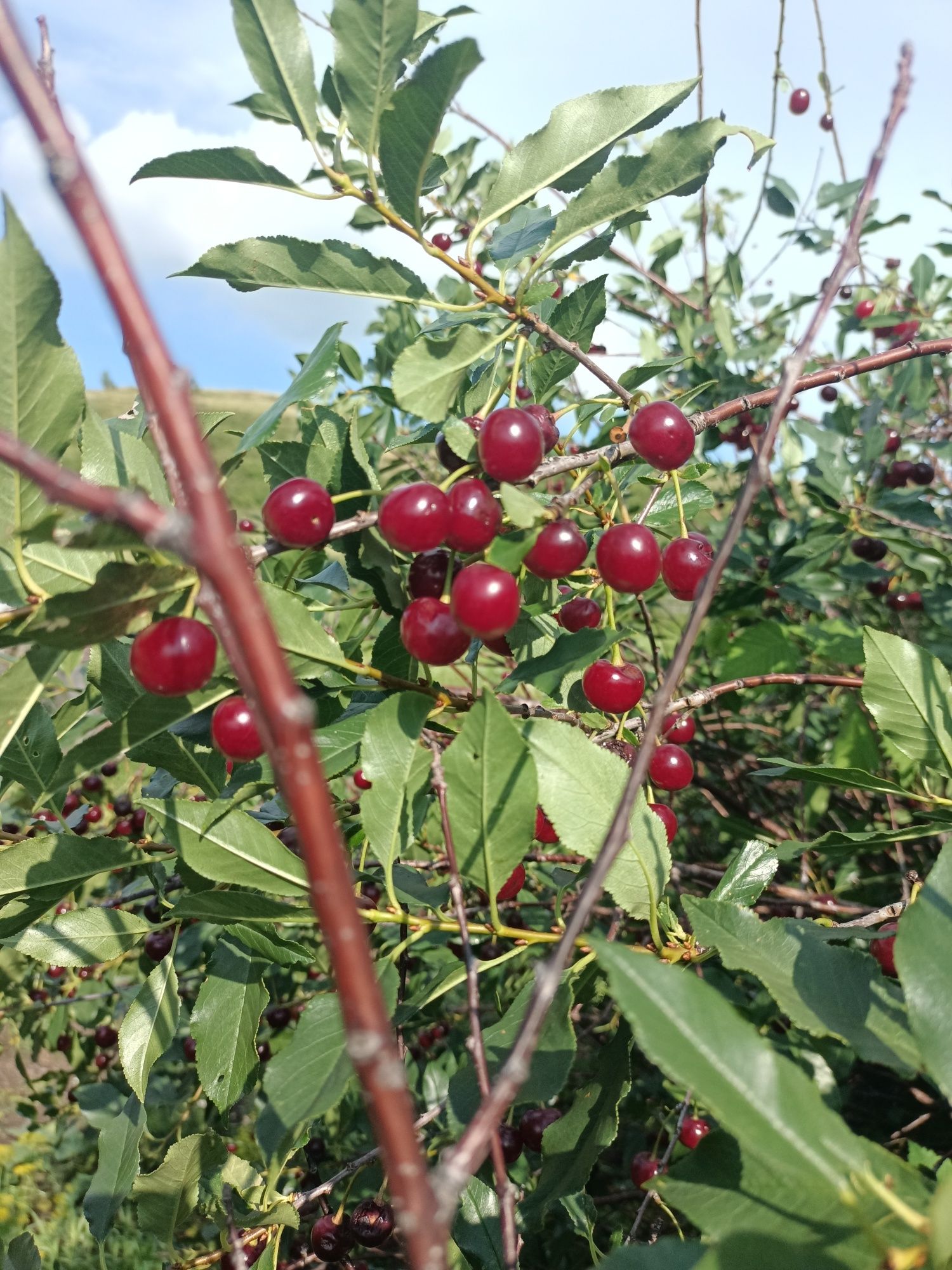 Продам вишню спелую