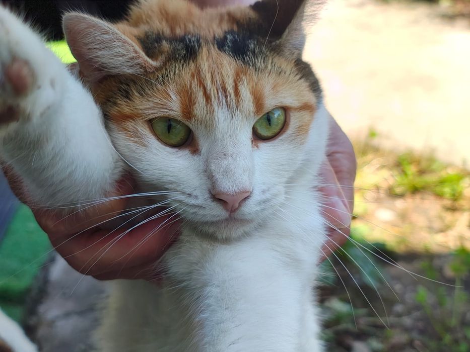 Luna, o mi-nu-ne de pisică. Adopt-o!