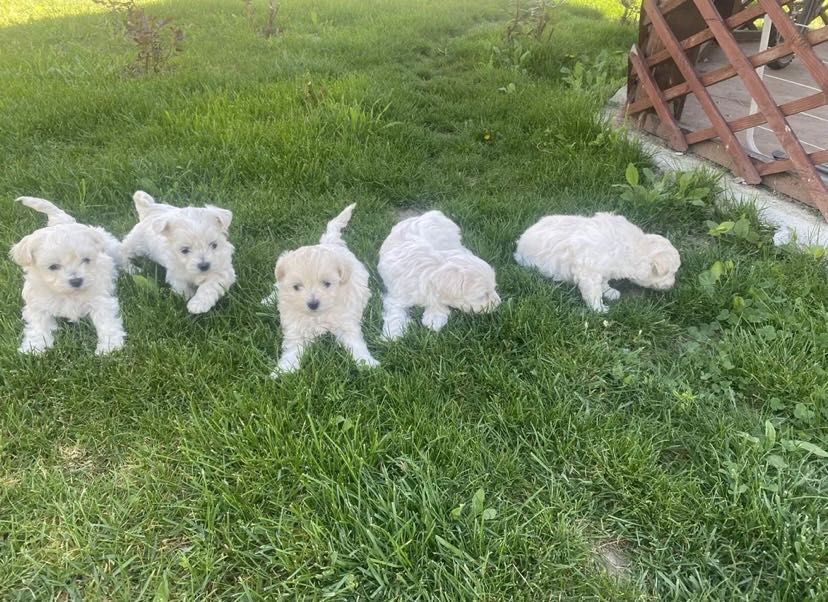 Donez bichon sunați mă pe număr că nu răspund la mesaje vreau să scap