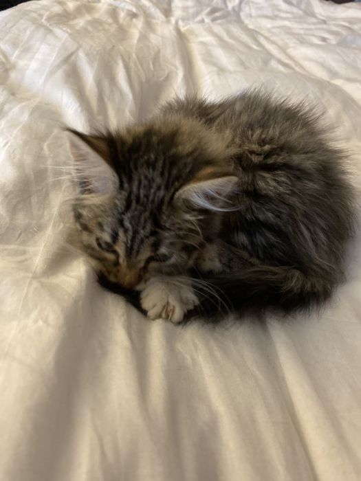 Малка Точица търси дом