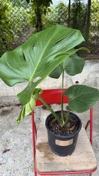 Monstera deliciosa