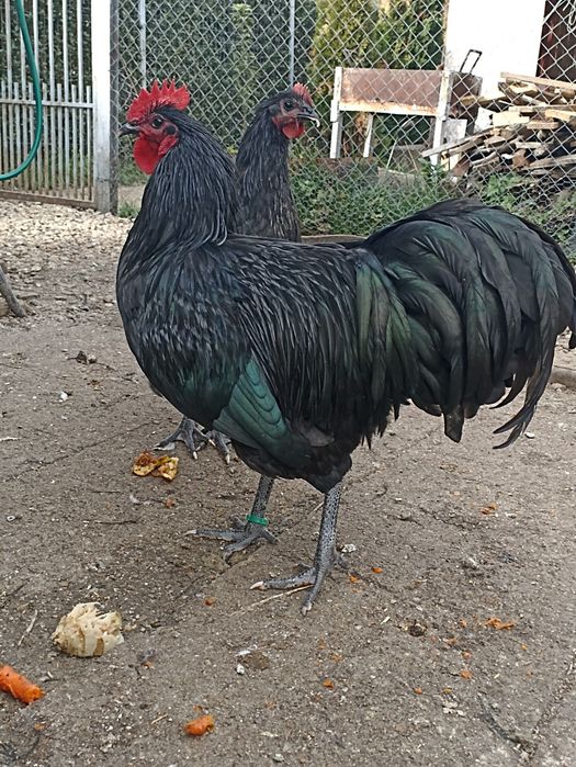 Vand  cocosi australorp