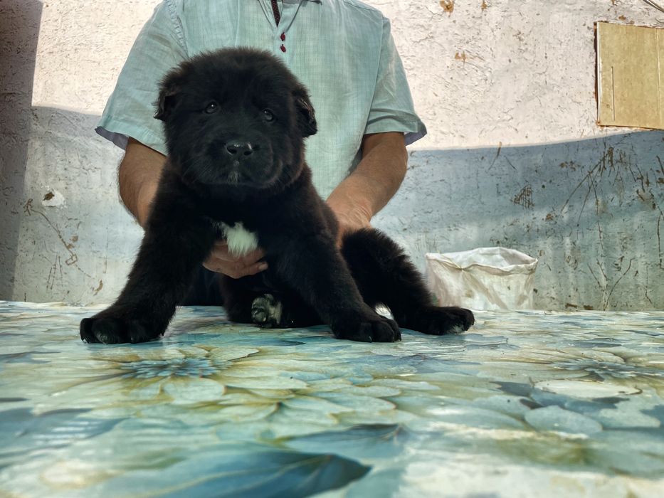 Щенок Алабая ( чистокровный )