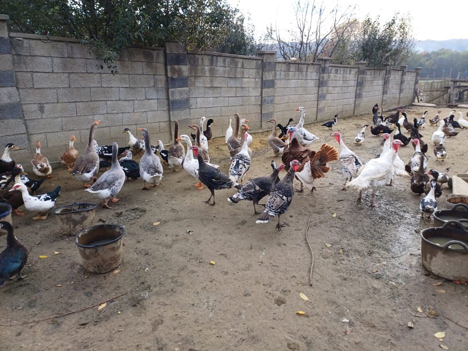 Rațe, curci și gâște