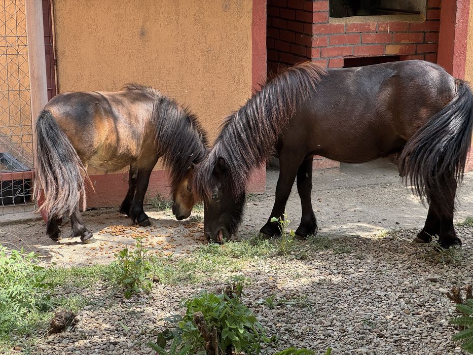 Ponei de talie mica si medie