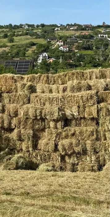 Baloti de fan dreptunghiulari, amestec trifoi, 2025