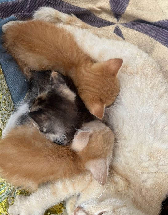 Котят отдам в любящие руки
