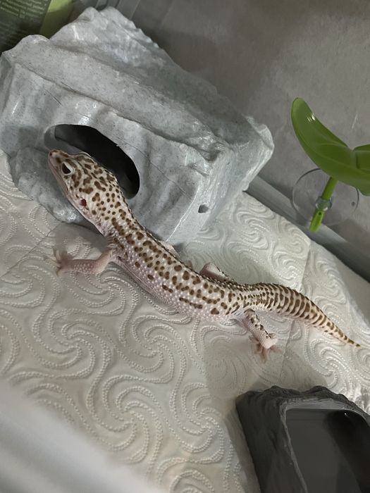 Продается эублефар