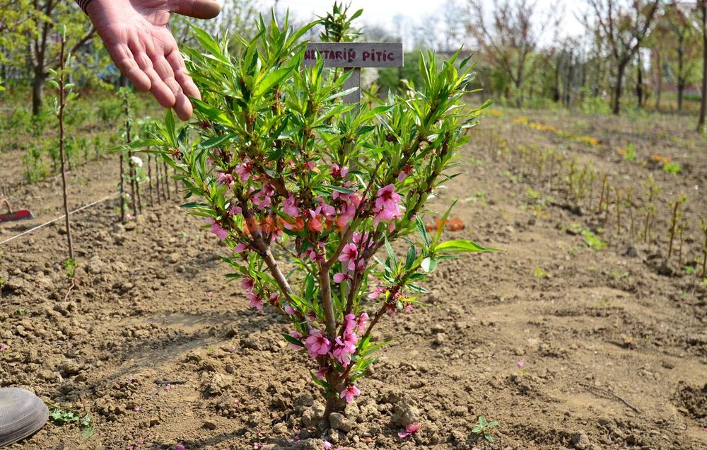 Pomi Fructiferi Pitici DWARF (MAR )