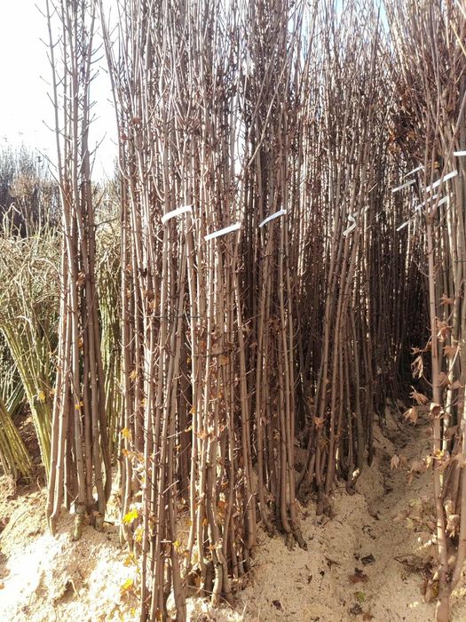 Японска вишна канзан