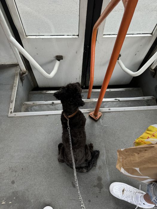 Pet sitter . Plimb caini .cazare caini/ pisici