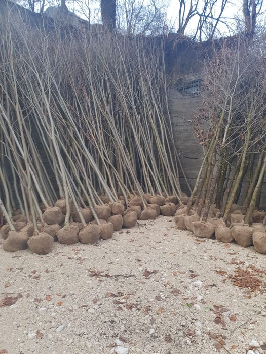 Copaci ornamentali diferite înălțimi