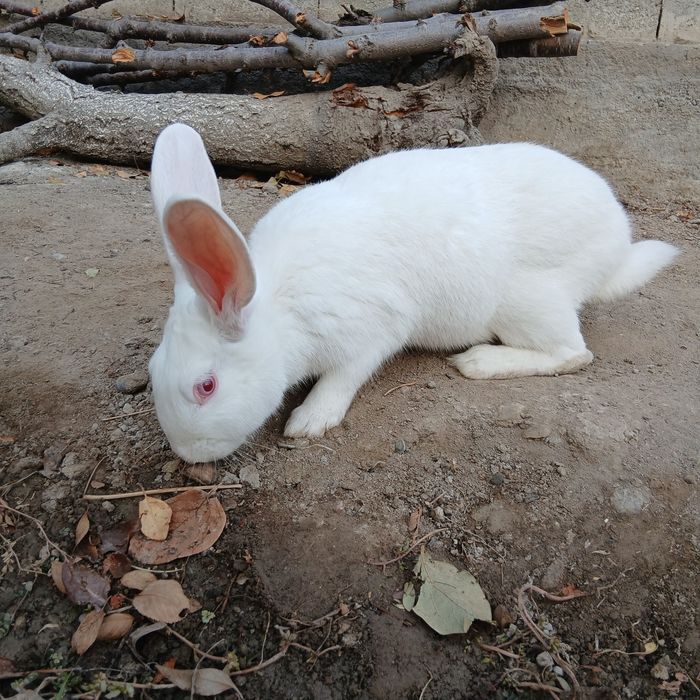 Quyonlar sotiladi, 2 ta, Jinsi: Samka, Boʻgʻoz ikkalasi xam, Fargʻona