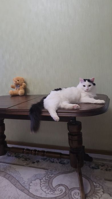Кошечка стерилизованная 11 месяцев.Пушистая,красивая,шустрая.