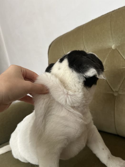 Pui caine mix Shar Pei