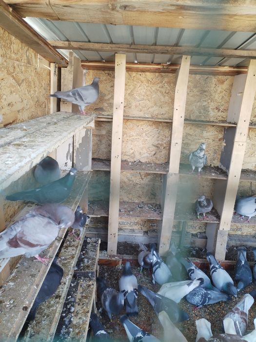 Vând porumbei voiajori