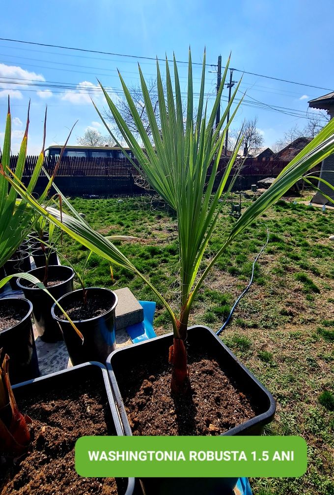 Pui de palmieri rezistenti iarna Washingtonia Robusta Trachycarpus For