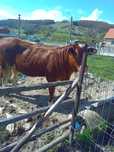 Juninca de vanzare