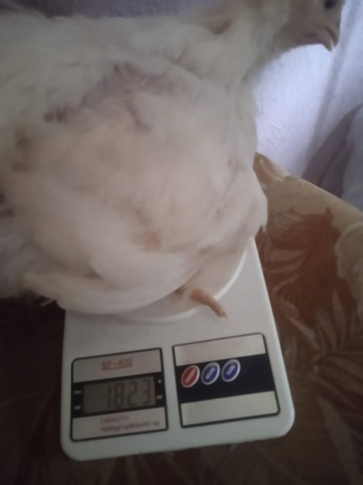 Бролеры куры и цыплята