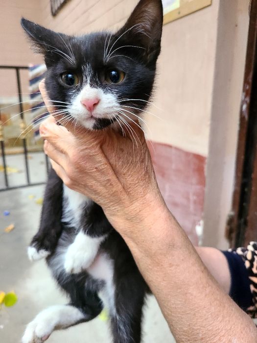 Бесплатно котёнок мальчик в хорошие руки