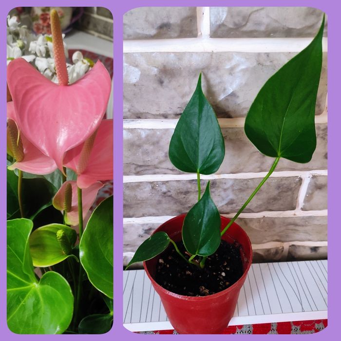 Продаётся ХОЙЯ КАРНОЗА.есть и другие цветы.