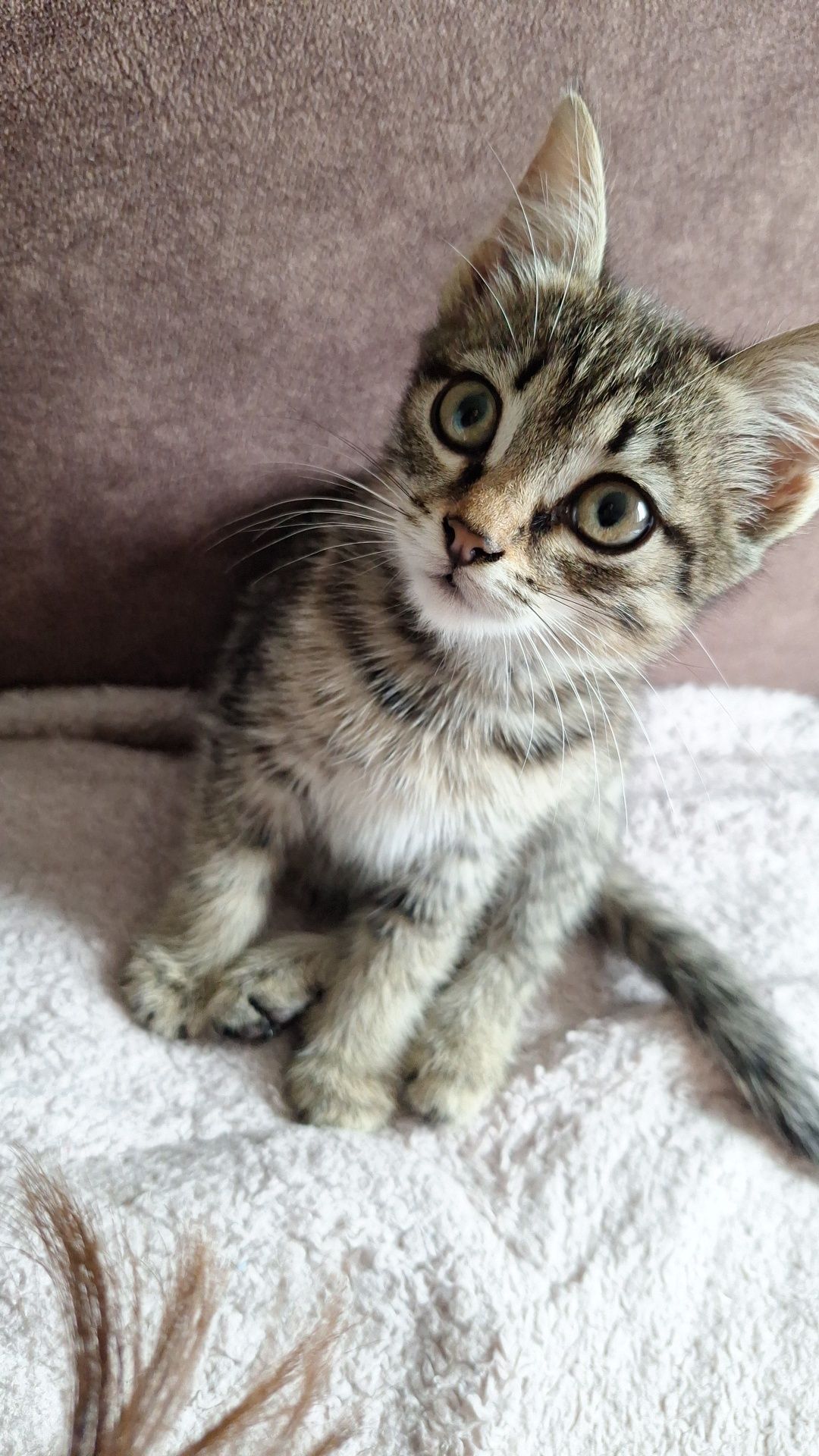 Кошечка ищет дом