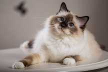 Cazare pisici/Pet sitter