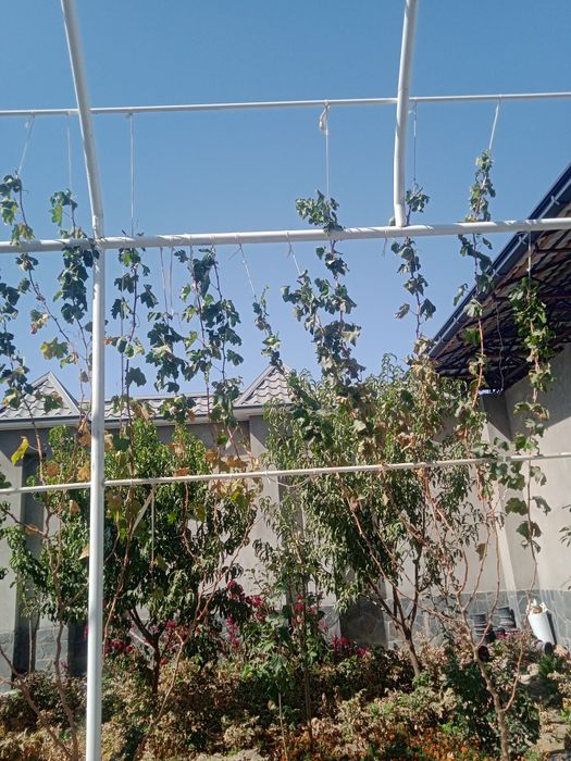 Sadovnik bogbon tok kesish archa gazon xizmati