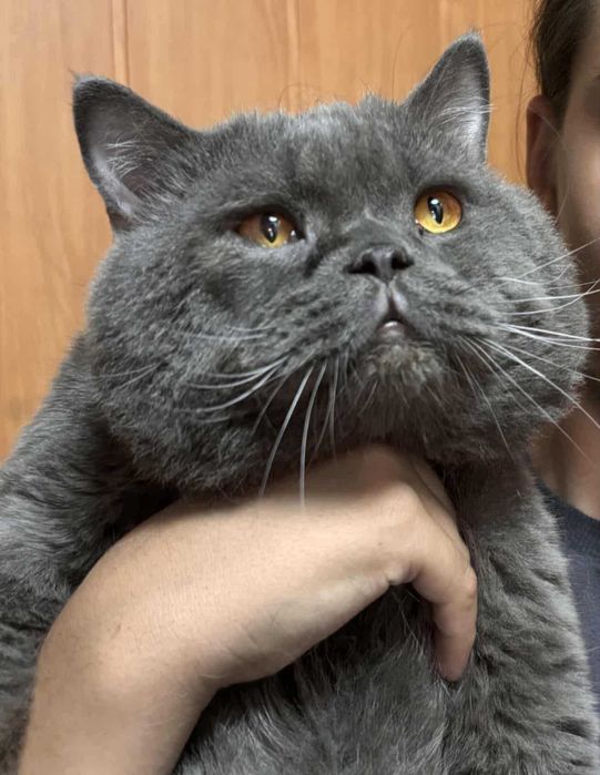 Малки британчета