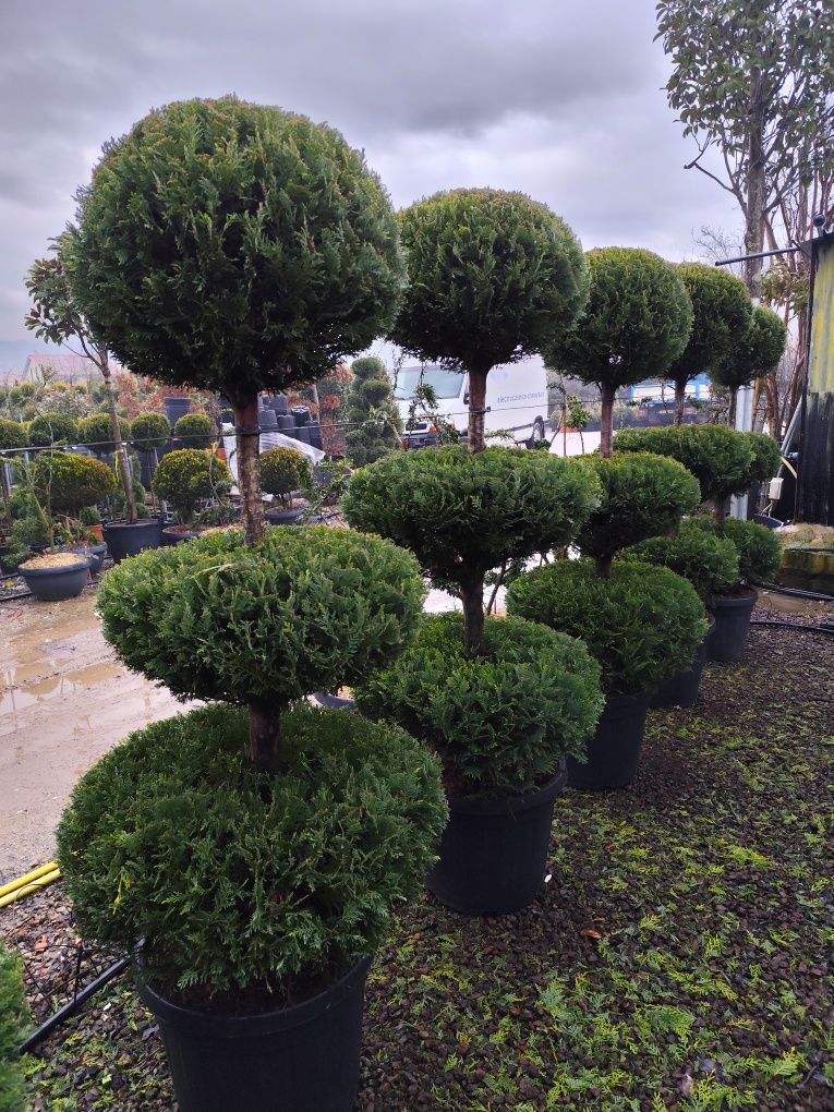 Plante ornamentale aclimatizate